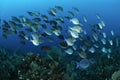 School of blue tang fish