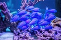 school of blue tang fish near branching coral