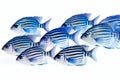 A school of blue tropical striped fish on a white background Royalty Free Stock Photo