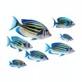 School Of Blue And Yellow Striped Fish Swimming On White Background Royalty Free Stock Photo