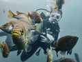 School of bluegill fish swims towards camera while woman diver watches in background at Blue Grotto, Florida