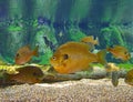 A school of Bluegill Sunfish Royalty Free Stock Photo