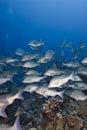 School of Bluescale emperor fish. Royalty Free Stock Photo