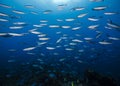 A school of Bluestreak fusilier fish with the surface visible