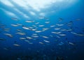 A school of Bluestreak fusilier fish with the surface visible