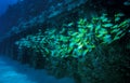 School of Bluestripe Snapper - GE PLant Pipe Oahu