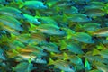 School of Bluestripe Snappers