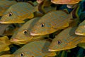 School of Bluestriped Grunt fish. Royalty Free Stock Photo