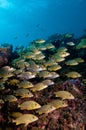 School of bluestripped grunts on Molasses Reef, Key Largo, Florida Keys Royalty Free Stock Photo