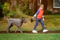 School boy pulls dog outdoors. Funny dog walker training to walk on leash without pulling. Take care of animal. Kid with Royalty Free Stock Photo