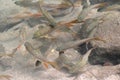 The school of brook carp, Neolissochilus stracheyi, in a crystal cleared rainforest waterfall cascade, Lampee Waterfall National