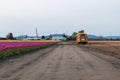 A school bus at road in the middle of fields with pink tulips and yellow narcissus / daffodil flowers at the Skagit Valley Tulip Royalty Free Stock Photo