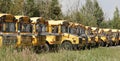 School buses parked Royalty Free Stock Photo