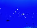 School of Butterfly Fish Swimming on Blue Background Royalty Free Stock Photo
