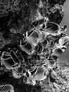 School of Butterflyfish Eating Frenzy Black and White Royalty Free Stock Photo