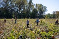School Class field trip to a pumpkin patch in the fall Royalty Free Stock Photo