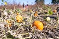 School Class field trip to a pumpkin patch in the fall Royalty Free Stock Photo