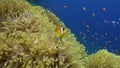 School of clown fish in Magnificent anemone Stichodactylidae underwater Red sea.