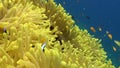 School of clown fish in Magnificent anemone Stichodactylidae underwater Red sea.