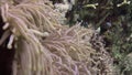 School of clown fish in Magnificent anemone Stichodactylidae underwater Red sea.