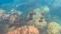 School of Collare Butterflyfish in beautiful coral reef, Surin island national park, Phang nga, Thailand Royalty Free Stock Photo