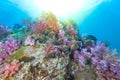 School of Collared Butterflyfish and soft coral Royalty Free Stock Photo