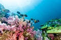 School of Collared Butterflyfish and soft coral Royalty Free Stock Photo