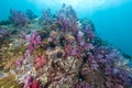 School of Collared Butterflyfish and soft coral Royalty Free Stock Photo