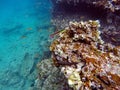 School of colorful fish and a blenny Royalty Free Stock Photo