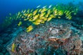 School of colorful five-lined Snapper Lutjanus quinquelineatus on a coral reef in the Andaman Sea Royalty Free Stock Photo