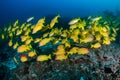 School of colorful five-lined Snapper Lutjanus quinquelineatus on a coral reef in the Andaman Sea Royalty Free Stock Photo