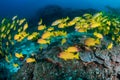 School of colorful five-lined Snapper Lutjanus quinquelineatus on a coral reef in the Andaman Sea Royalty Free Stock Photo