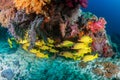 School of colorful five-lined Snapper Lutjanus quinquelineatus on a coral reef in the Andaman Sea Royalty Free Stock Photo