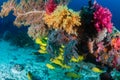 School of colorful five-lined Snapper Lutjanus quinquelineatus on a coral reef in the Andaman Sea Royalty Free Stock Photo