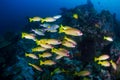 School of colorful five-lined Snapper Lutjanus quinquelineatus on a coral reef in the Andaman Sea Royalty Free Stock Photo