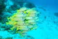 School of common bluestripe snappers