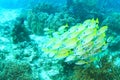 School of common bluestripe snappers