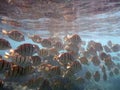 School of Convict Tang swim beneath the surface of the water Royalty Free Stock Photo