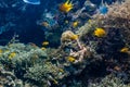 School of coral fishes in a shallow coral reef Royalty Free Stock Photo