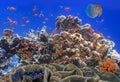 School Of Coral Goldfishes