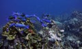 School of Creole Wrasse swimming in the reef