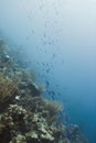 School of creole wrasse Royalty Free Stock Photo