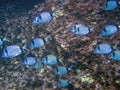 A school of Double Banded Bream Diplodus vulgaris