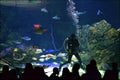 School field trip to aquarium with live scuba diving