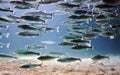 School of fish Royalty Free Stock Photo