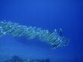 Sea ocean deep underwater fish school group life coral reef water background shoal under blue color scuba diver nature marine Royalty Free Stock Photo