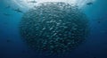 School of fish ball underwater scene Royalty Free Stock Photo