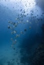 School of fish batfish underwater Royalty Free Stock Photo