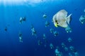 School of fish batfish underwater Royalty Free Stock Photo