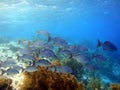 School of fish bermuda chubs